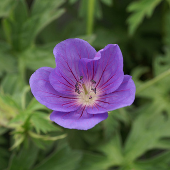 GERANIUM 'Orion'