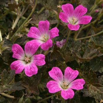 GERANIUM 'Orkney Cherry'