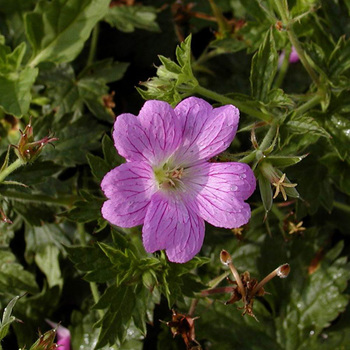 GERANIUM oxonianum 'Claridge Druce'
