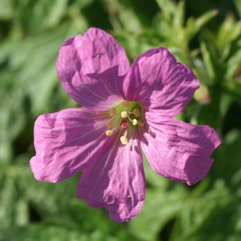 GERANIUM oxonianum 'Rosenlicht'