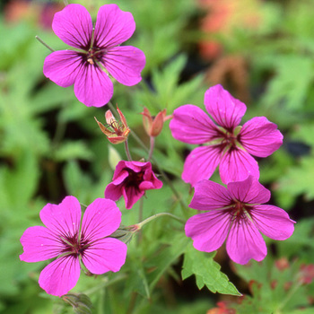 GERANIUM 'Patricia'