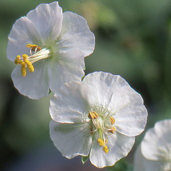 GERANIUM phaeum 'Album'