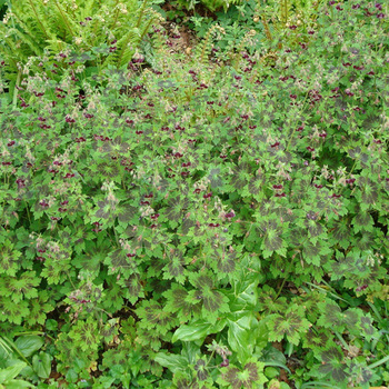 GERANIUM phaeum 'Samobor'