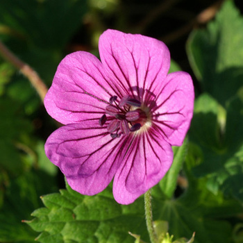 GERANIUM 'Pink Penny'