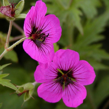 GERANIUM psilostemon