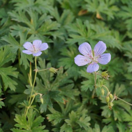 GERANIUM 'Blue Cloud'