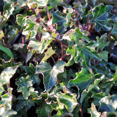 HEDERA helix 'Ivalace'
