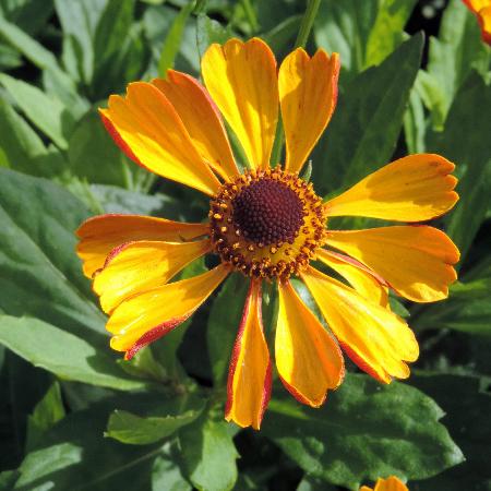 HELENIUM 'Rauchtopas'