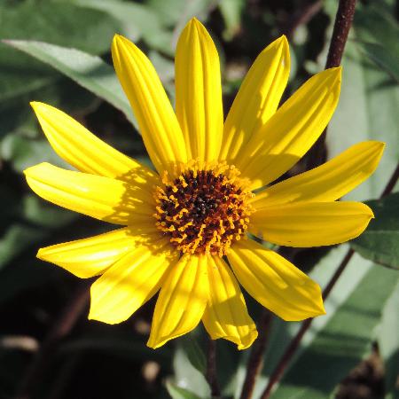 HELIANTHUS
