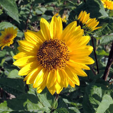 HELIANTHUS decapetalus 'Capenoch Star'
