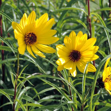 HELIANTHUS salicifolius var. orgyalis