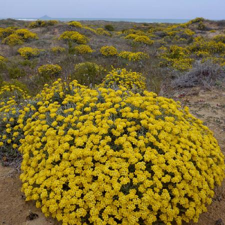 HELICHRYSUM stoechas