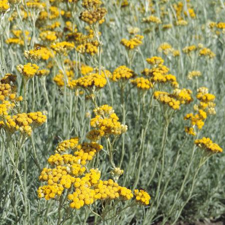 HELICHRYSUM stoechas