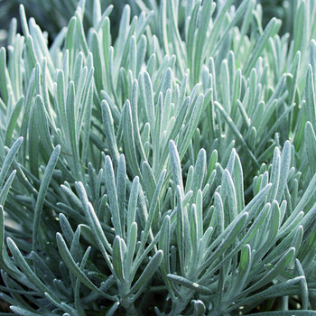 HELICHRYSUM italicum 'Weisses Wunder'