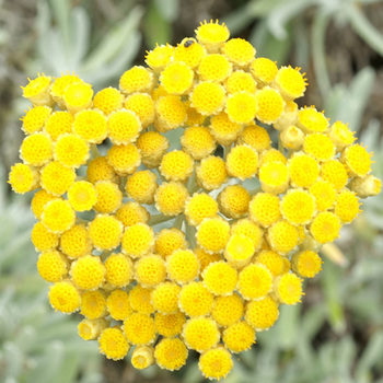 HELICHRYSUM orientale