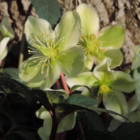 HELLEBORUS 'Honeyhill Joy'