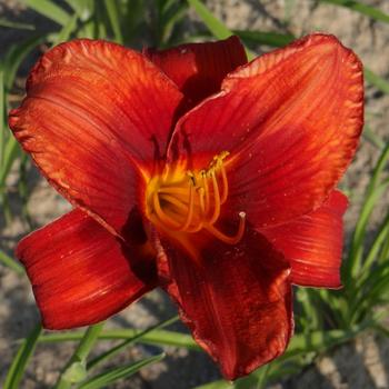 HEMEROCALLIS 'Hot Town'