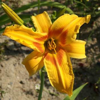 HEMEROCALLIS 'Nashville'