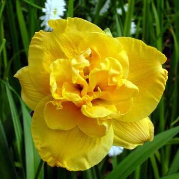 HEMEROCALLIS 'Patricia'