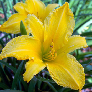 HEMEROCALLIS 'President Rice'