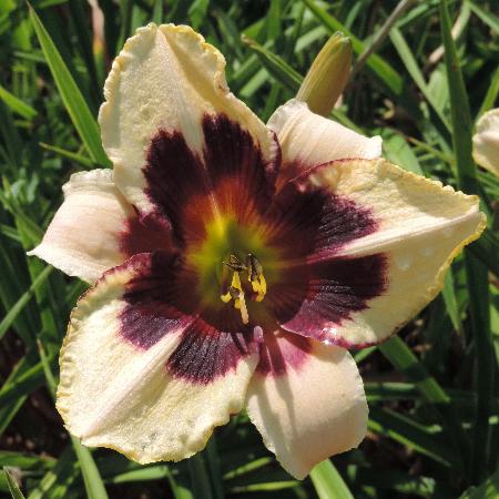 HEMEROCALLIS 'Moonlit Masquerade'