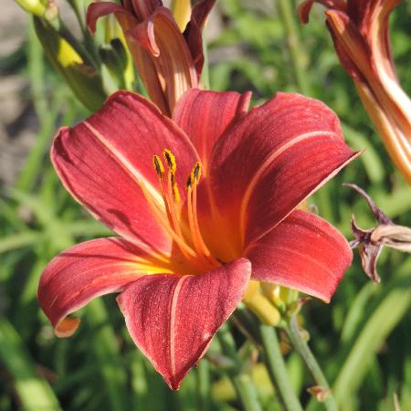 HEMEROCALLIS 'Neyron Rose'