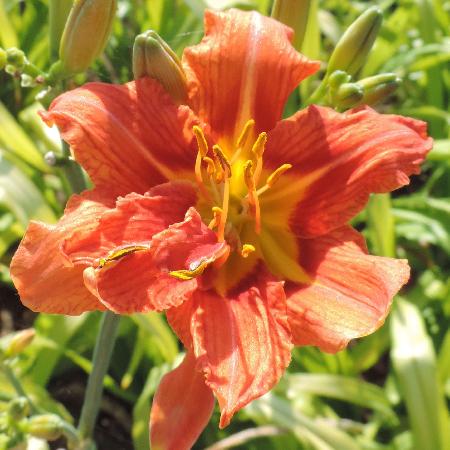 HEMEROCALLIS