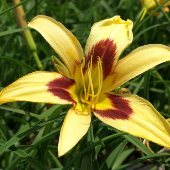 HEMEROCALLIS 'Spectacular'