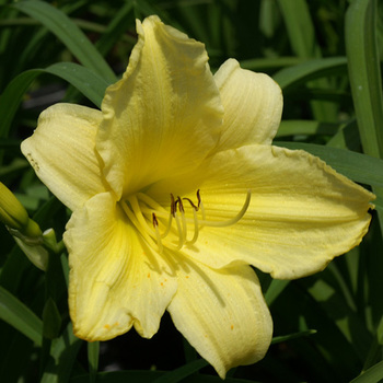 HEMEROCALLIS 'Suzie Wong'