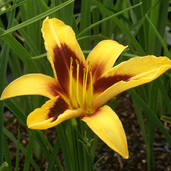 HEMEROCALLIS 'Wideyed'