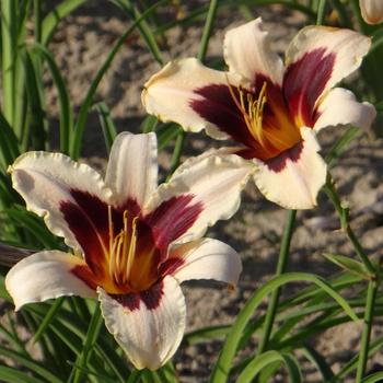 HEMEROCALLIS 'Wild Horses'