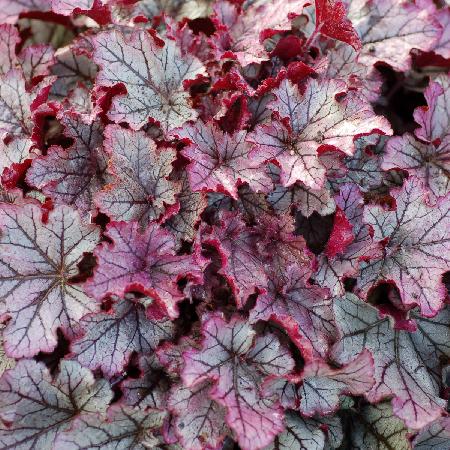 HEUCHERA 'Spellbound' ®