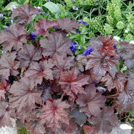 HEUCHERA micrantha 'Palace Purple'