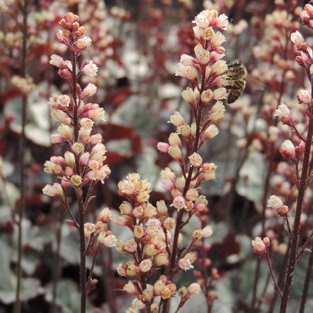 HEUCHERA 'Silver Scrolls' ®