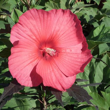 HIBISCUS moscheutos Carrousel ® 'Pink passion'