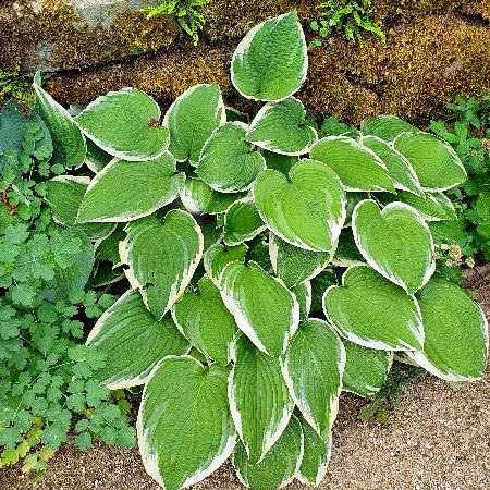HOSTA 'Fortunei Aureomarginata'