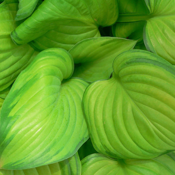 HOSTA 'Guacamole'