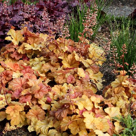 HEUCHERA 'Champagne' ®