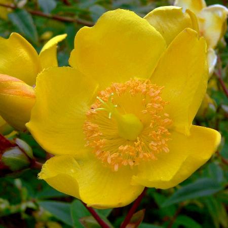 HYPERICUM 'Hidcote'