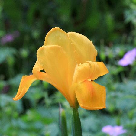 IRIS hollandica 'Stronggolg' ®