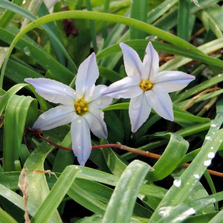 IPHEION uniflorum