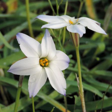 IPHEION uniflorum 'Album'