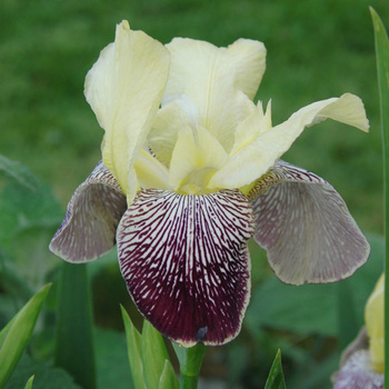 IRIS b-e 'Flaming Dragon'