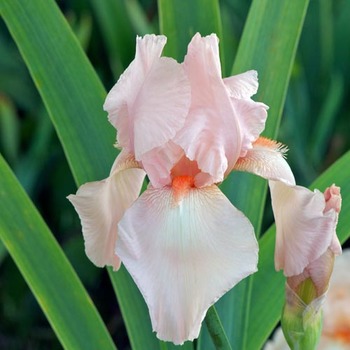 IRIS b-e 'Flamant Rose'