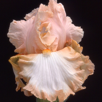 IRIS b-e 'Peach Frost'