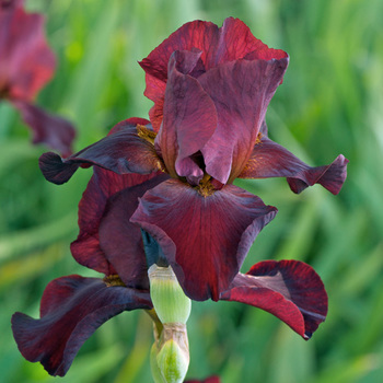 IRIS b-e 'Sultan's Palace'