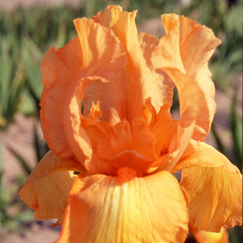 IRIS b-e 'Tangerine Sky'