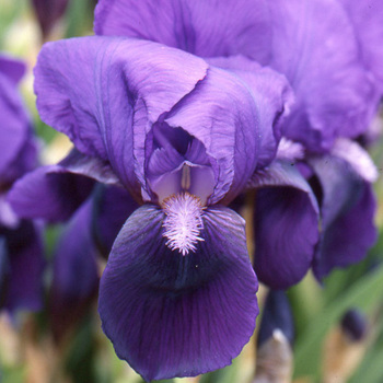 IRIS b-m 'Eleanor Roosevelt'