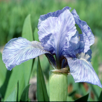 IRIS b-n 'Blue Denim' (Lilliput)