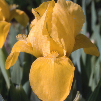 IRIS b-n 'Brassie' (Lilliput)